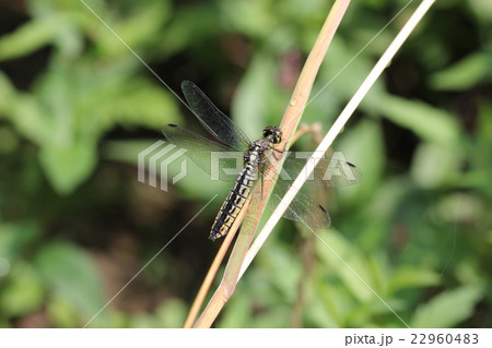 ハラビロトンボのメス１２ 22960483
