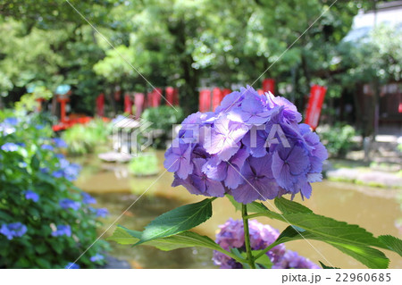 福岡市 住吉神社 福岡市 住吉神社 22960685