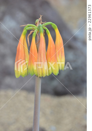 キルタンサス・オブリクスの写真素材 [22961373] - PIXTA