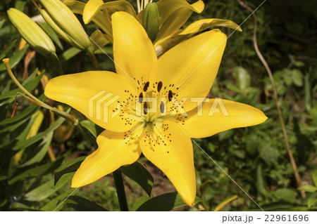 ユリの花上からの写真素材