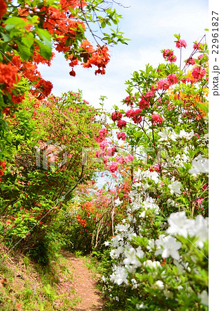 花のトンネル 花のトンネル 22961827