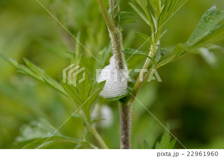 アワフキムシ幼虫の泡巣の写真素材
