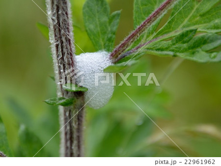 アワフキムシ幼虫の泡巣の写真素材