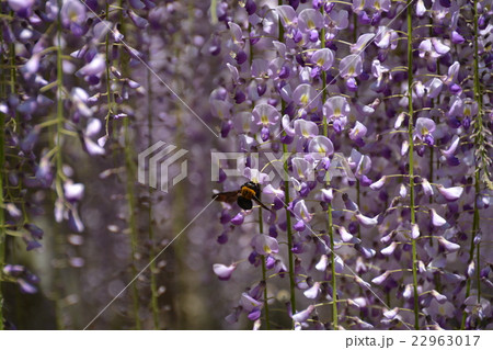 三大神社の砂擦りの藤 三大神社の砂擦りの藤 22963017