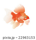 金魚4 22963153