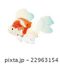 金魚5 22963154