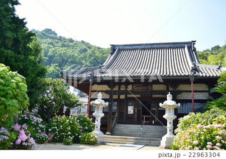 尾道の持光寺のアジサイ 尾道の持光寺のアジサイ 22963304