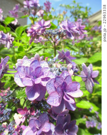 梅雨の合間の晴れ間　日差しを浴びる紫陽花 22963338
