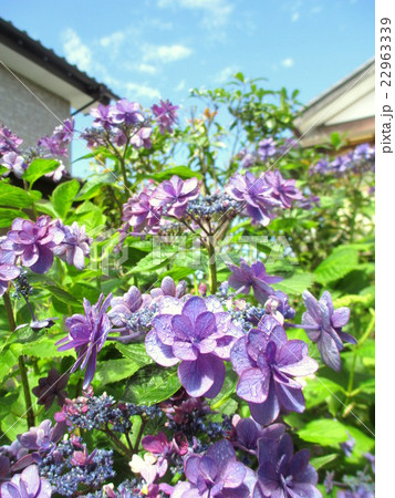 梅雨の合間の晴れ間 日差しを浴びる紫陽花 梅雨の合間の晴れ間 日差しを浴びる紫陽花 22963339