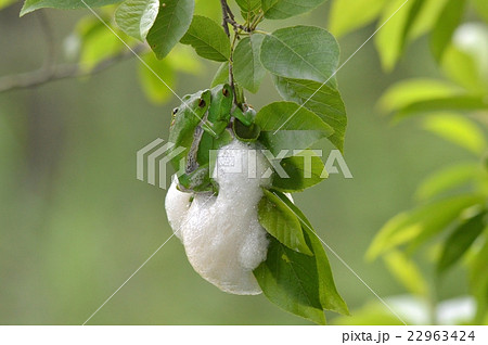 モリアオガエルの産卵 モリアオガエルの産卵 22963424