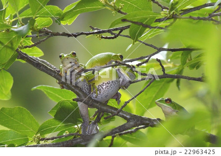 モリアオガエル モリアオガエル 22963425