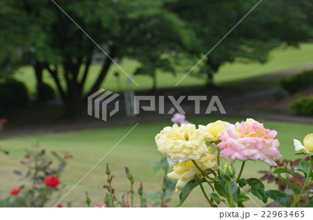 薔薇 22963465