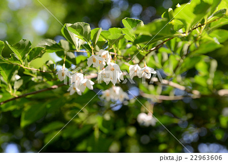 エゴノキ 22963606