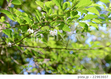 エゴノキ 22963607