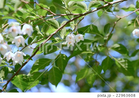 エゴノキ 22963608