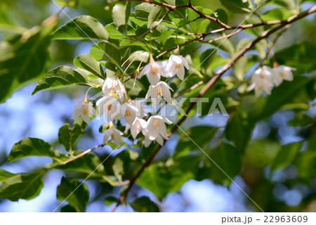 エゴノキ 22963609