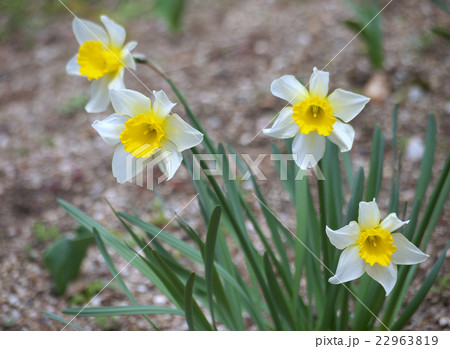 水仙の花 22963819