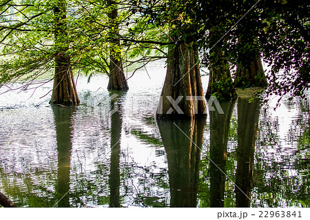 篠栗九大の森 22963841