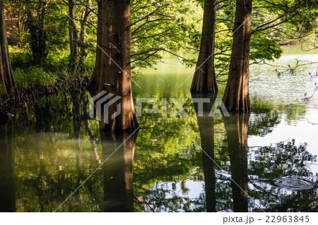 篠栗九大の森 22963845