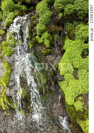 女の神氷水 22963897