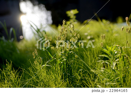 コバンソウ 22964165