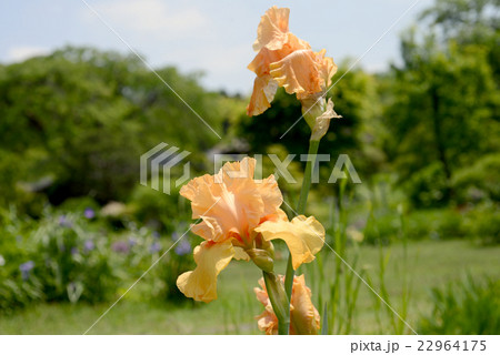 ジャーマンアイリス 22964175