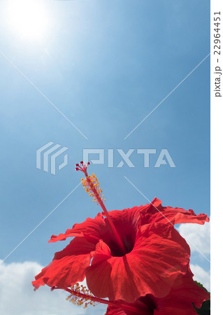 青空とハイビスカスの花 22964451