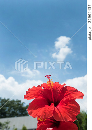 青空とハイビスカスの花 22964457