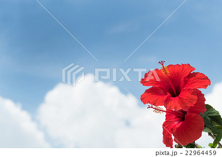 青空とハイビスカスの花 22964459