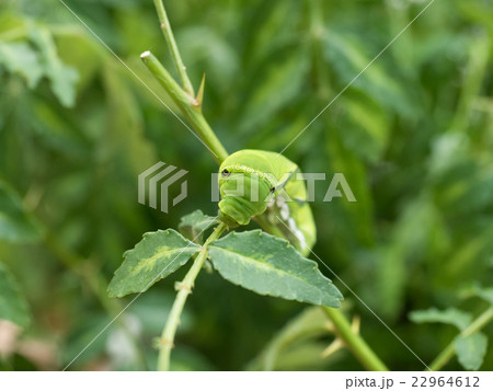 アゲハの幼虫 22964612