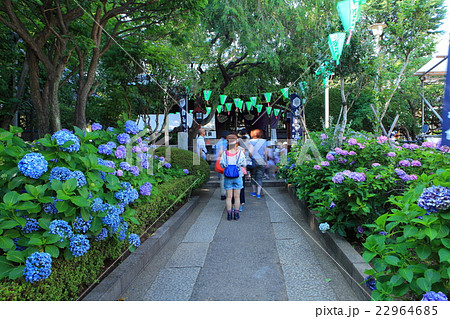 白山神社　文京あじさいまつり 22964685