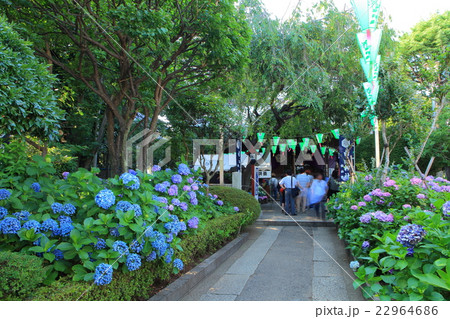 白山神社　文京あじさいまつり 22964686