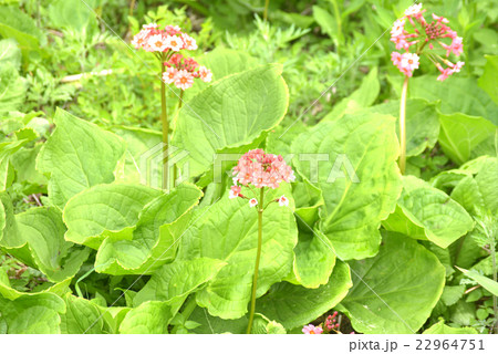 クリンソウの花 22964751