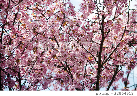 春の桜  22964915