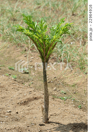 コンニャク畑 コンニャク畑 22964916