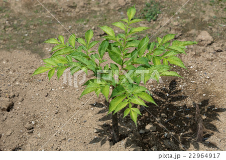 コンニャク畑 コンニャク畑 22964917