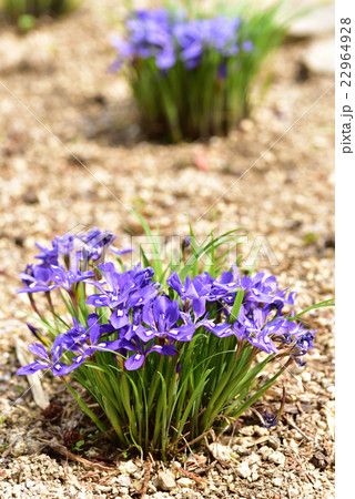 岡山県の希少野生動植物に指定されている笠岡市吉田地区箱田山神社のエヒメアヤメです。 22964928