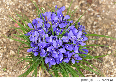 岡山県の希少野生動植物に指定されている笠岡市吉田地区箱田山神社のエヒメアヤメです。 22964938