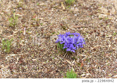 岡山県の希少野生動植物に指定されている笠岡市吉田地区箱田山神社のエヒメアヤメです。 22964942