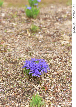 岡山県の希少野生動植物に指定されている笠岡市吉田地区箱田山神社のエヒメアヤメです。 22964943
