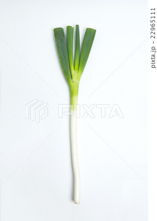 ナガネギ ナガネギ 22965111