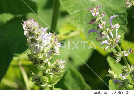 クラリーセージ 22965280