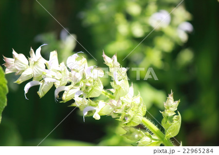 クラリーセージ 22965284