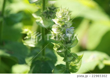 クラリーセージ クラリーセージ 22965302