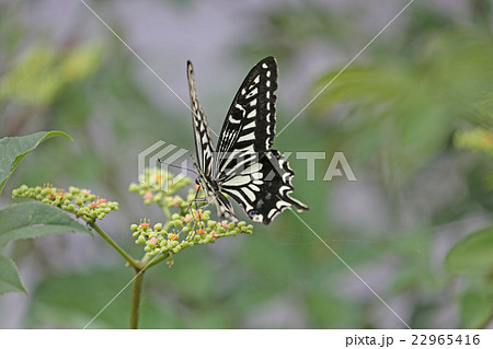 アゲハチョウ アゲハチョウ 22965416