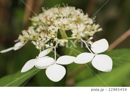 アマギアマチャ  22965459