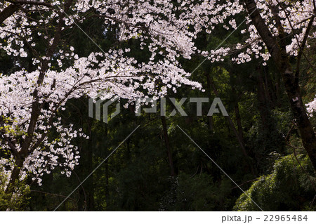 150412大塩湖14 22965484