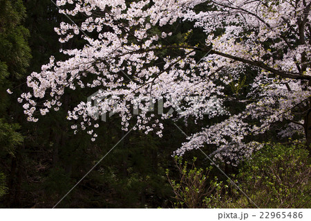 150412大塩湖16 22965486