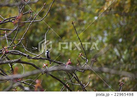 150412大塩湖22 22965498