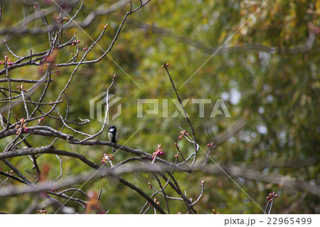 150412大塩湖23 22965499